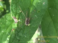 Hooiwagen [Phalangium opilio]